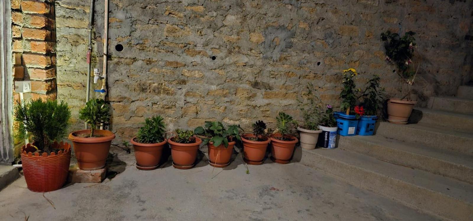 Golden Himalaya Homestay 코사니 외부 사진